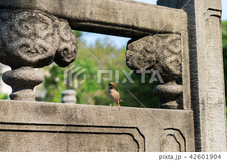 動物 動物学 可愛い動物 42601904