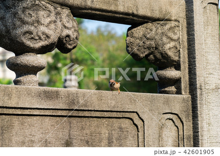 動物 動物学 可愛い動物 42601905