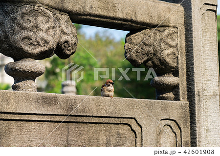 動物 動物学 可愛い動物 42601908