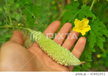 ゴーヤと花 42602051