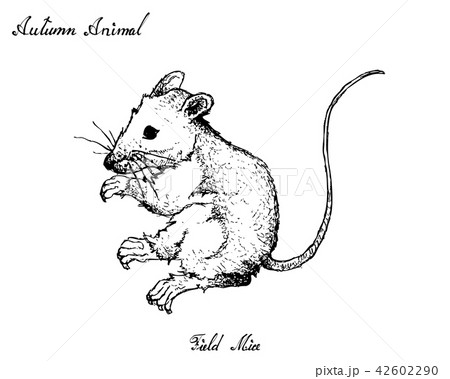 Hand Drawn Autumn Field Mice on White Background 42602290