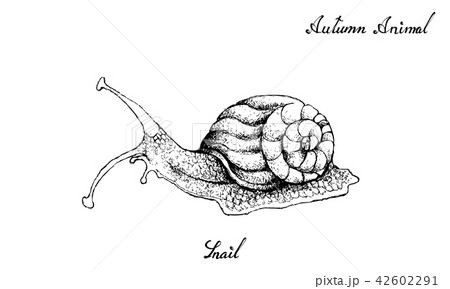 Hand Drawn of Autumn Snail White Background Hand Drawn of Autumn Snail White Background 42602291