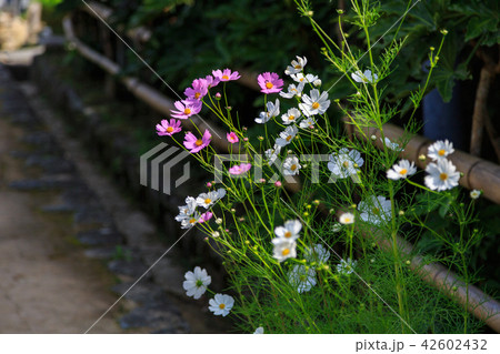 秋桜 秋桜 42602432