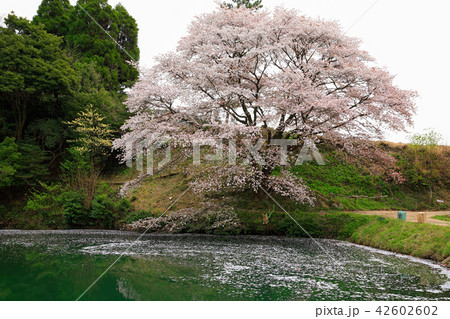 佐賀県　川内ジラカンス桜 42602602