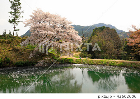 佐賀県 川内ジラカンス桜 佐賀県 川内ジラカンス桜 42602606