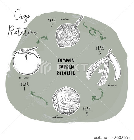 Hand draw sketch vector crop rotation series. 42602655