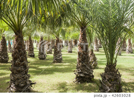 Palm tree forrest - leisure Palm tree forrest - leisure 42603028