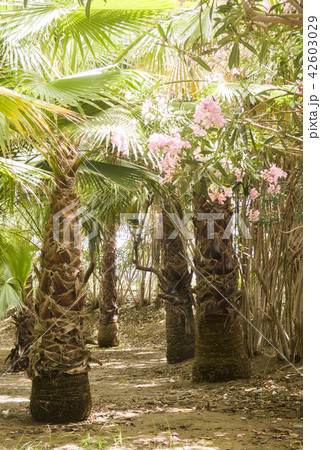 Palm tree forrest - leisure Palm tree forrest - leisure 42603029