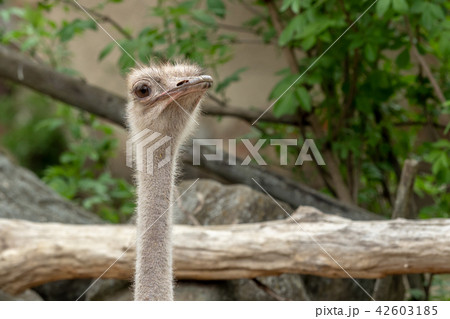 Close up view of an ostrich bird head. Portrait of Close up view of an ostrich bird head. Portrait of 42603185