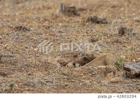 White-tailed Prairie Dog White-tailed Prairie Dog 42603204
