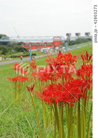 荒川土手の彼岸花 42603273