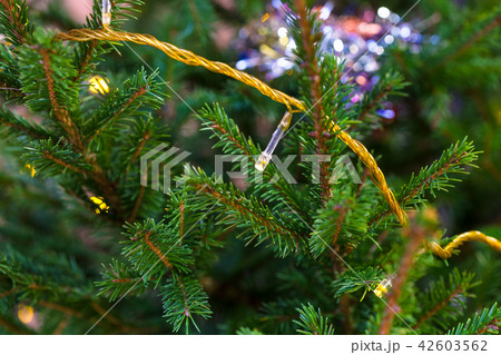 garland lights on natural christmas tree indoor 42603562
