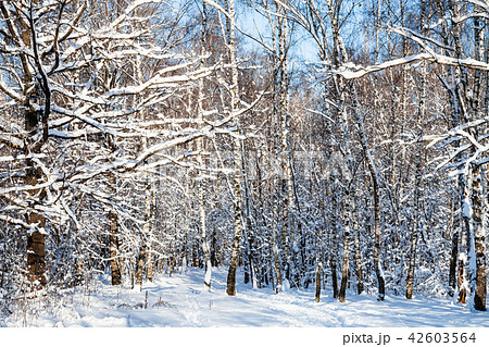 snow-covered woods in forest in sunny winter day 42603564