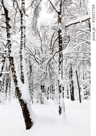 snowy birches and other trees in winter forest snowy birches and other trees in winter forest 42603789