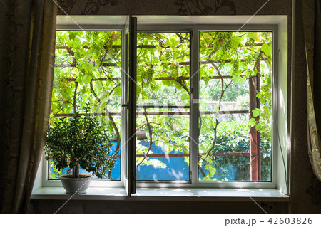 window in country house with houseplant 42603826