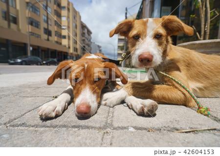 The couple of dogs at the street The couple of dogs at the street 42604153