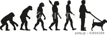 Beagle dog evolution Beagle dog evolution 42604269