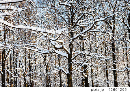 intertwined oak branches in forest in winter 42604296