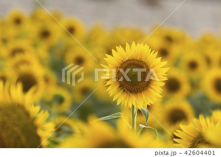 柳川市　ひまわり畑、 42604401