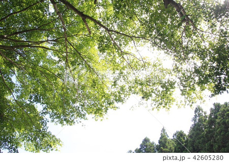 木漏れ日2 木漏れ日2 42605280