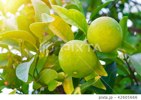 Two green young grapefruit citrus ripen 42605666