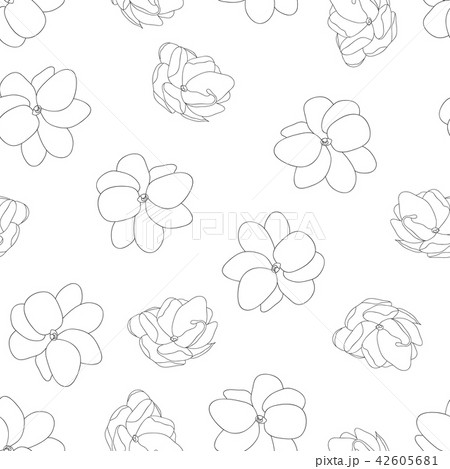 Arabian Jasmine Outline on White Background 42605681