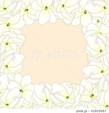 Arabian Jasmine Border 42605687