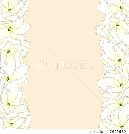 Arabian Jasmine Border 42605689
