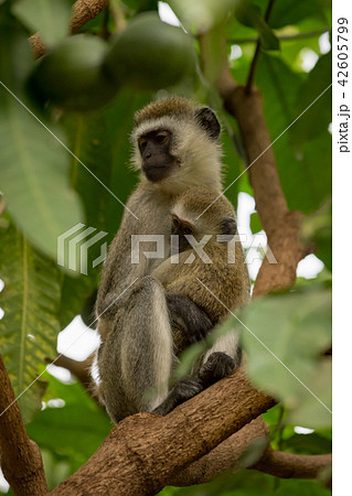 Vervet monkey baby and mother in branches 42605799