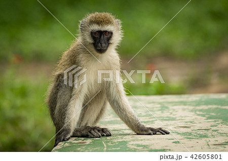 Vervet monkey crouching on wall faces camera Vervet monkey crouching on wall faces camera 42605801