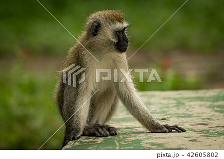 Vervet monkey crouching on wall looking right Vervet monkey crouching on wall looking right 42605802
