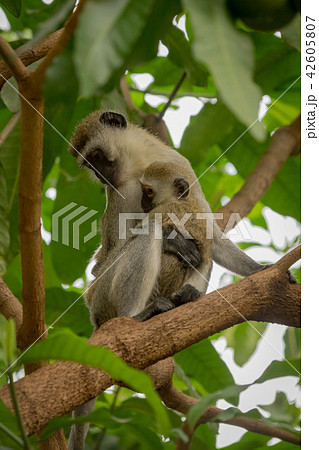 Vervet monkey mother cuddling baby in branches 42605807
