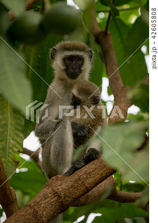 Vervet monkey mother cuddling baby in tree 42605808