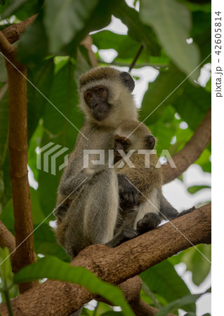 Vervet monkey mother with baby in branches Vervet monkey mother with baby in branches 42605814