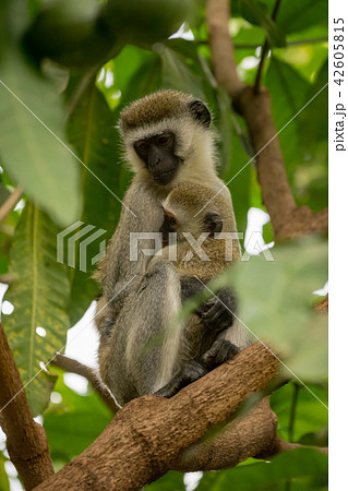 Vervet monkey mother with baby on branch Vervet monkey mother with baby on branch 42605815