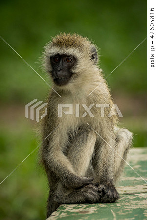 Vervet monkey on wall with grass behind Vervet monkey on wall with grass behind 42605816