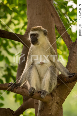 Vervet monkey sitting in tree looking left 42605819