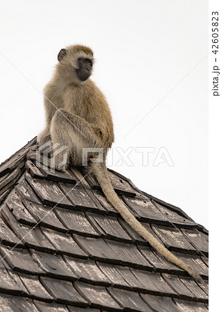 Vervet monkey sitting on top of roof Vervet monkey sitting on top of roof 42605823