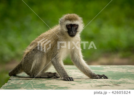 Vervet monkey sitting on wall faces camera Vervet monkey sitting on wall faces camera 42605824