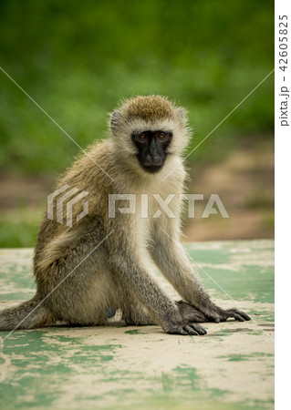 Vervet monkey sitting on wall facing camera Vervet monkey sitting on wall facing camera 42605825