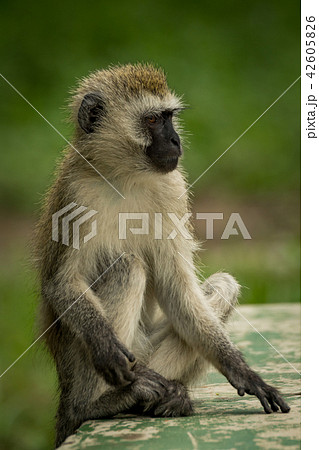 Vervet monkey sitting on wall looking right Vervet monkey sitting on wall looking right 42605826