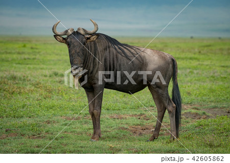 White-bearded wildebeest on grassland staring at White-bearded wildebeest on grassland staring at 42605862