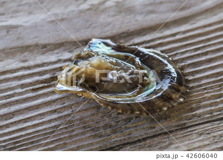 真珠とアコヤガイ　真珠貝　パール　イメージ素材　真珠養殖 42606040