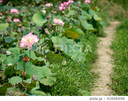 blooming lotus  42606096