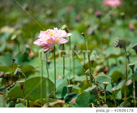 blooming lotus  42606178