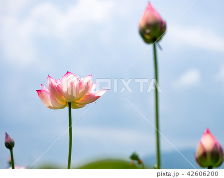 blooming lotus  42606200