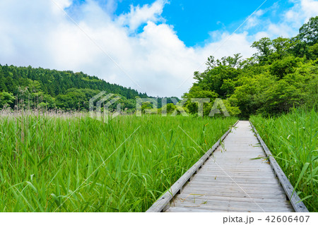 栃木県那須塩原　大沼園地　ヨシ原湿地（7月） 42606407