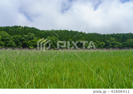 栃木県那須塩原 大沼園地 ヨシ原湿地(7月) 栃木県那須塩原 大沼園地 ヨシ原湿地(7月) 42606411