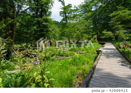 栃木県那須塩原 大沼園地 塩原自然研究路(7月) 栃木県那須塩原 大沼園地 塩原自然研究路(7月) 42606413