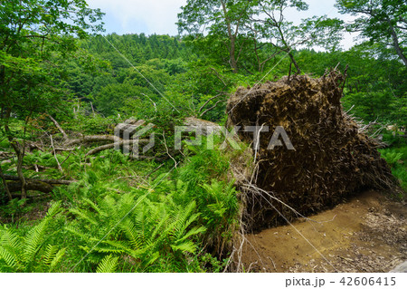 栃木県那須塩原 大沼園地 倒木(7月) 栃木県那須塩原 大沼園地 倒木(7月) 42606415